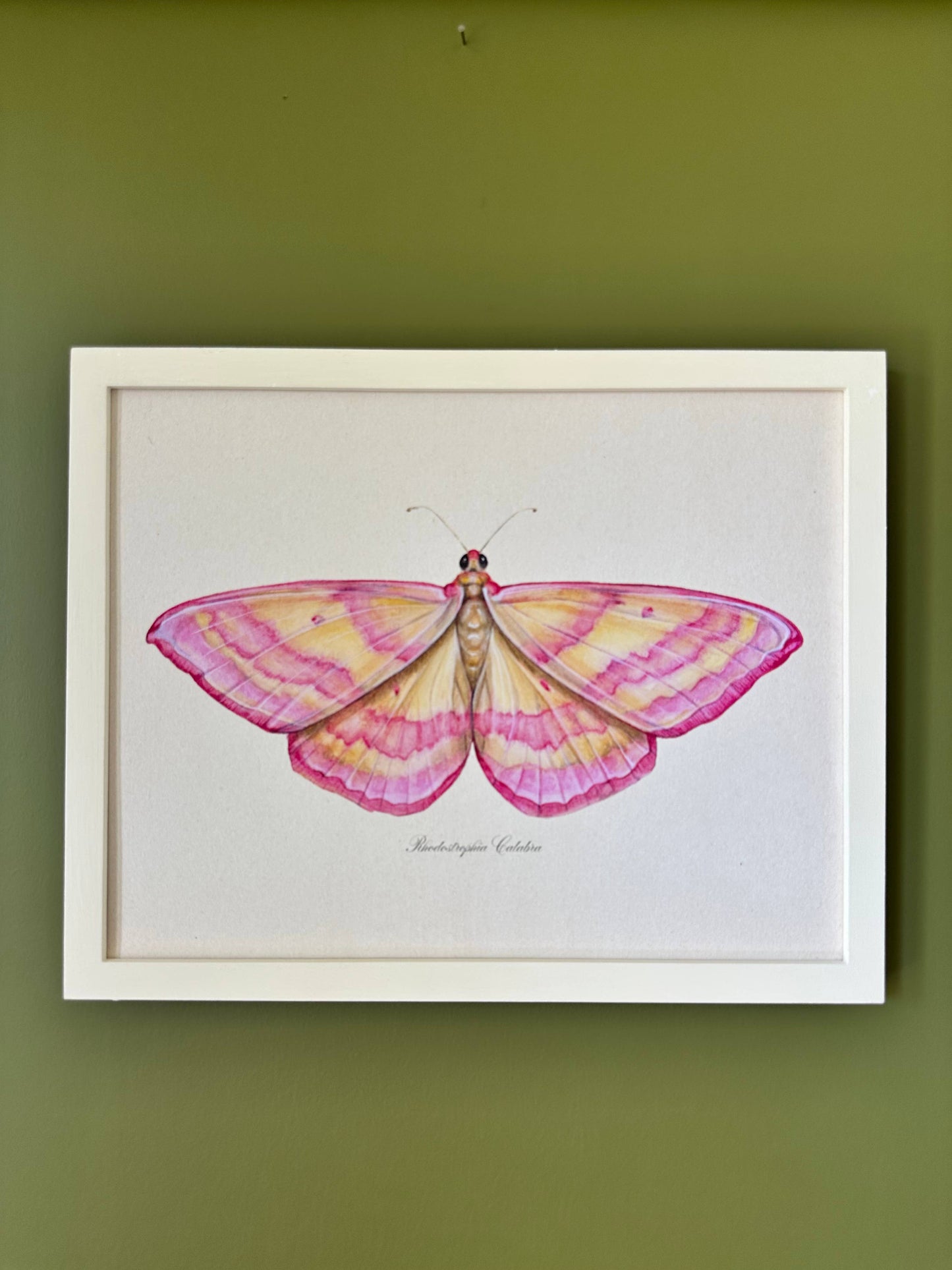 Pink Moth Vintage Art Print Nursery Wall Art Girl's Room 