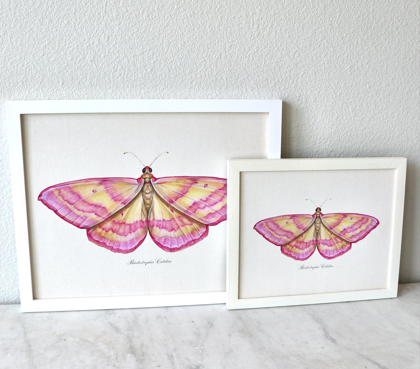 Pink Moth Vintage Art Print Nursery Wall Art Girl's Room 