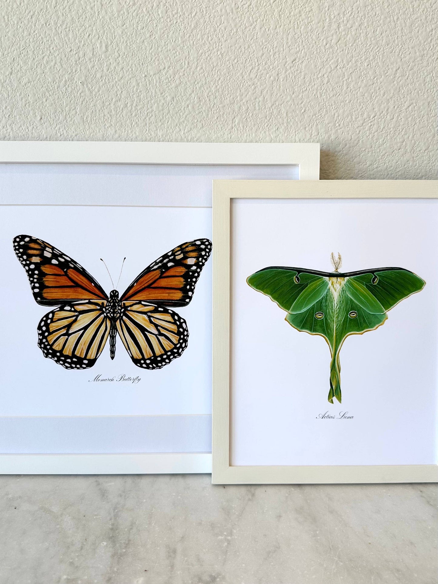 Luna Moth Modern Watercolor Art Print Nature Wall Art 