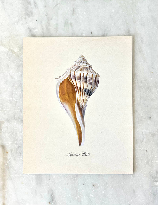 Lightning Whelk Texas Shell Vintage Watercolor Coastal Art 