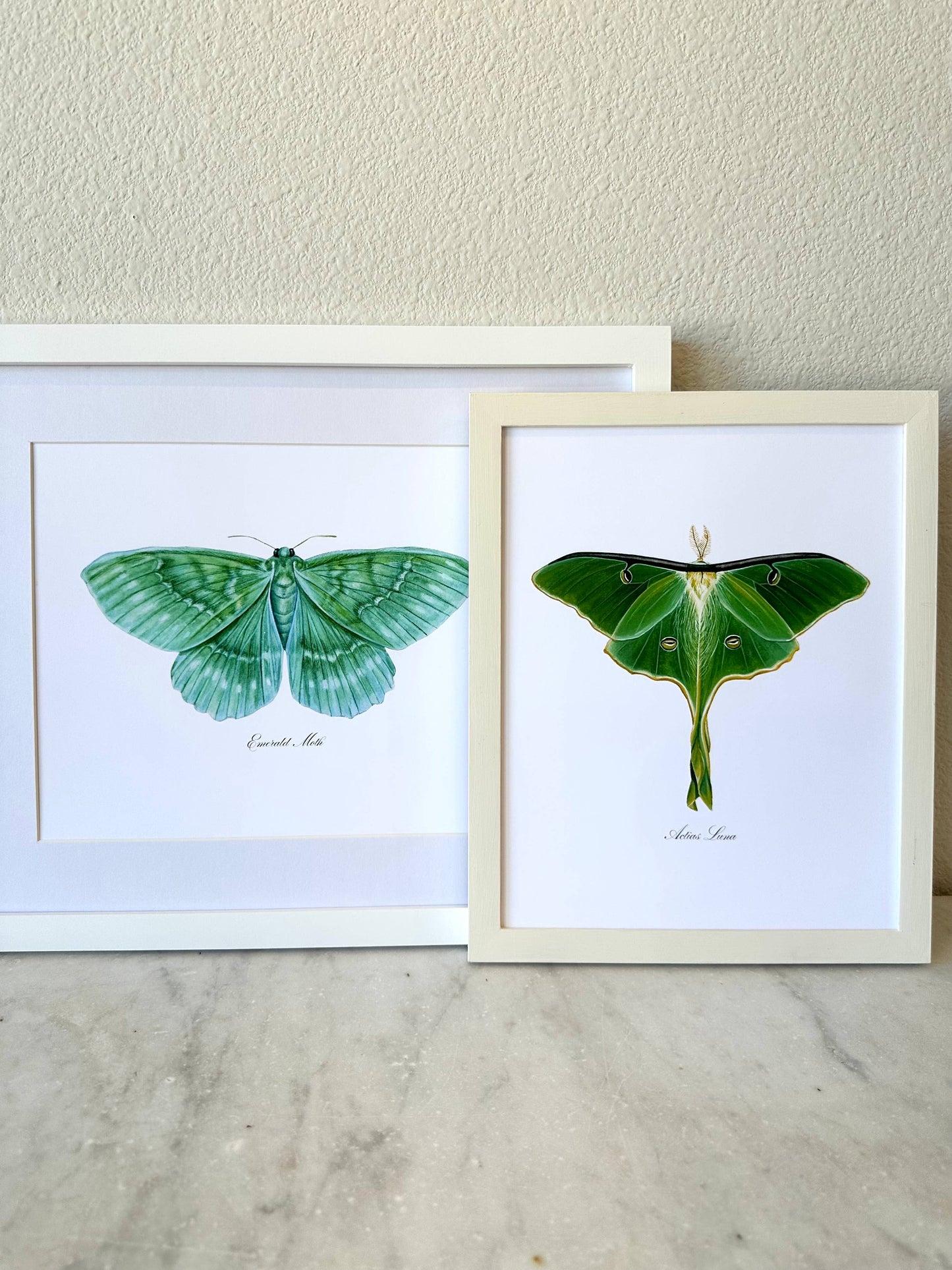 Luna Moth Modern Watercolor Art Print Nature Wall Art 