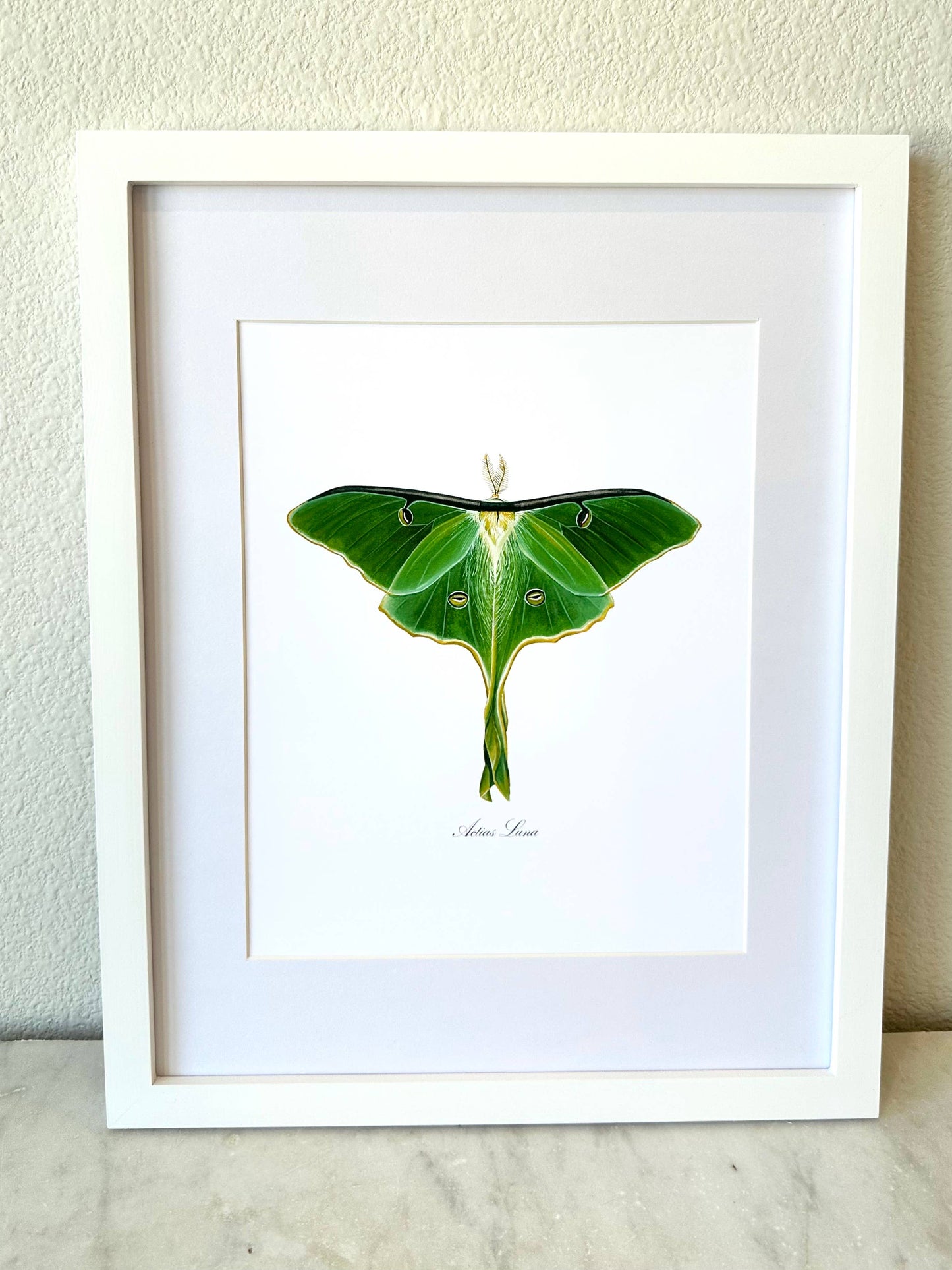 Luna Moth Modern Watercolor Art Print Nature Wall Art 