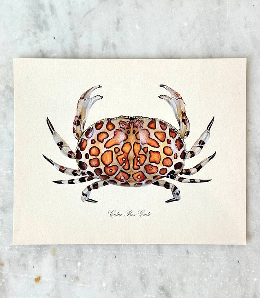 Calico Crab Coastal Vintage Watercolor Art Print Beach Art