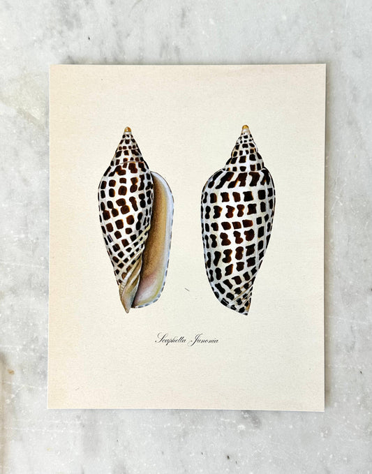 Junonia Shell Vintage Watercolor Art Print Neutral Beach Art