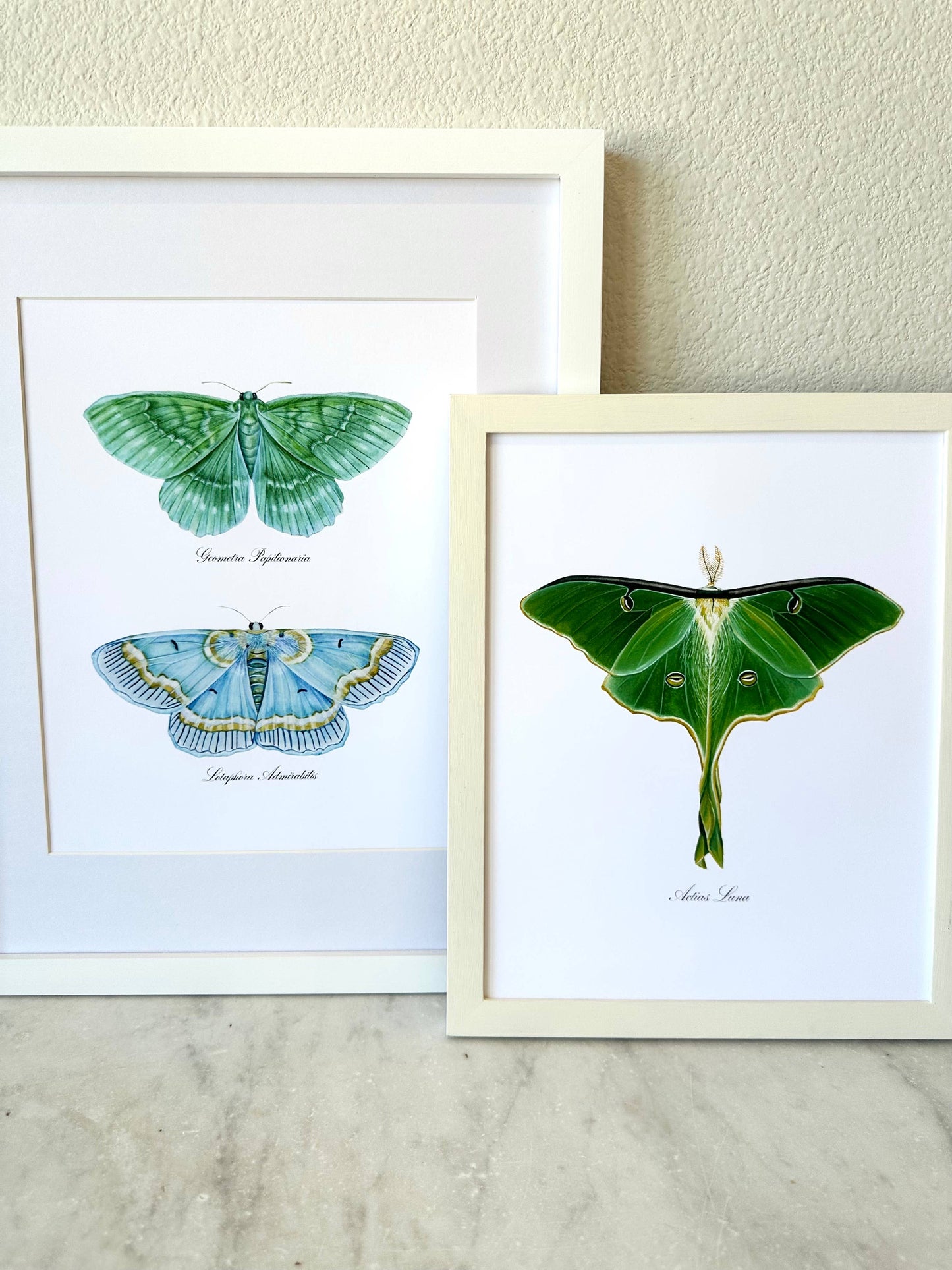 Luna Moth Modern Watercolor Art Print Nature Wall Art 