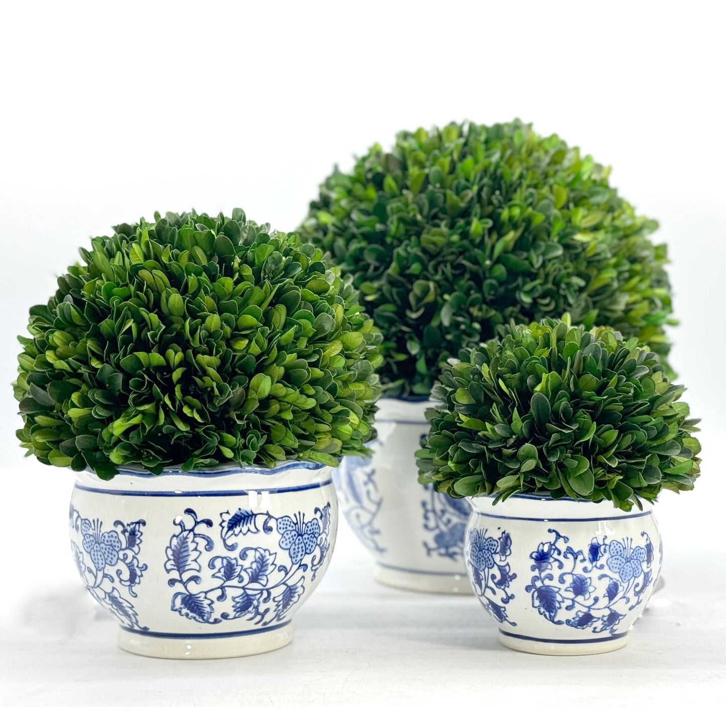 Boxwood Ball Topiary in Round Bulb Blue & White Ceramic Pot
