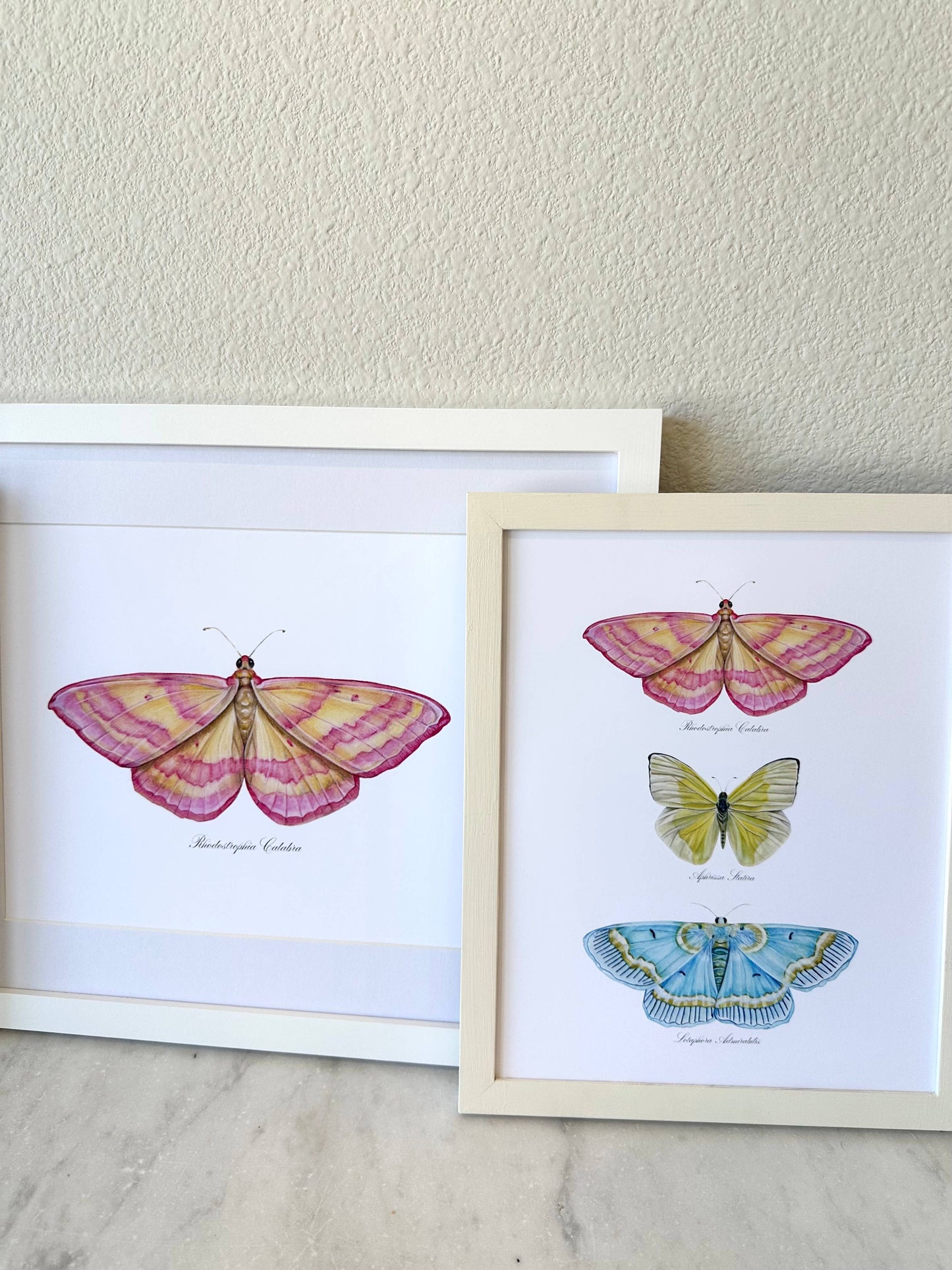 Pink Lined Moth Modern Watercolor Print Nature Art Butterfly