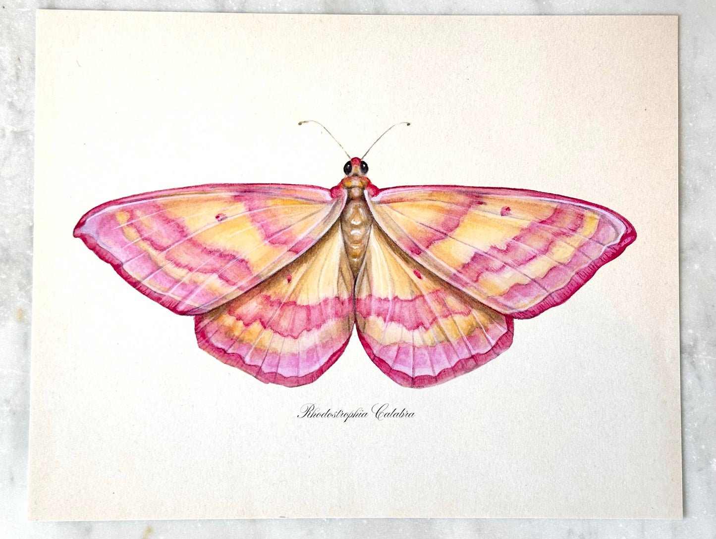 Pink Moth Vintage Art Print Nursery Wall Art Girl's Room 