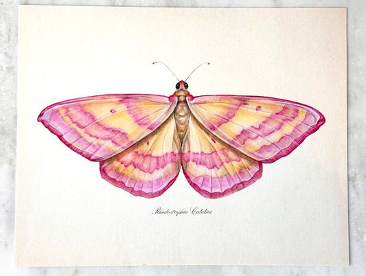 Pink Moth Vintage Art Print Nursery Wall Art Girl's Room 