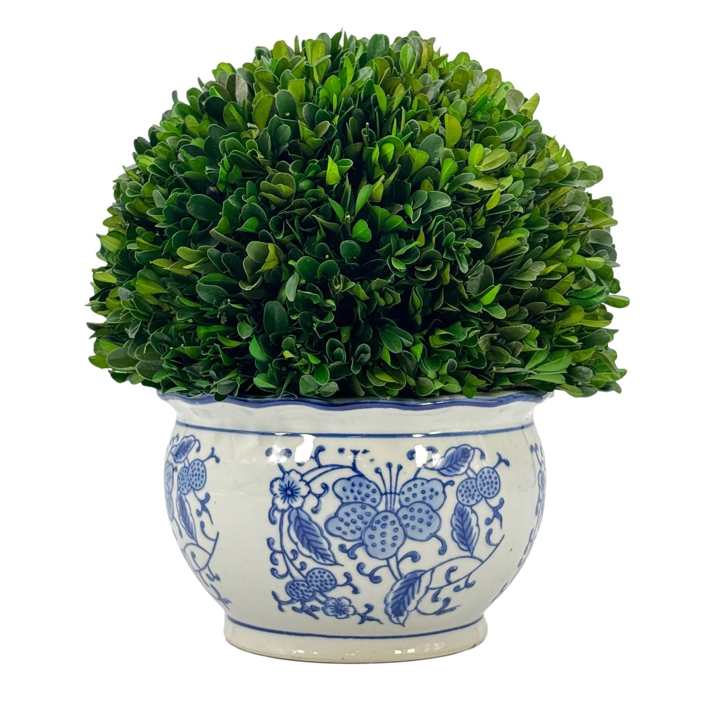 Boxwood Ball Topiary in Round Bulb Blue & White Ceramic Pot