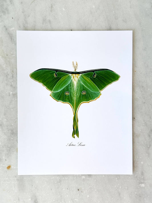 Luna Moth Modern Watercolor Art Print Nature Wall Art 